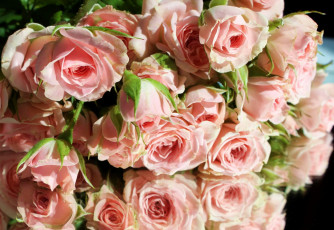 Картинка цветы розы отражение охапка