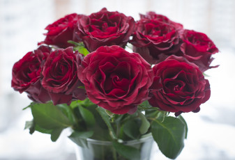 Картинка цветы розы бордо