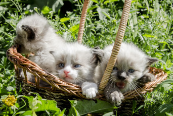 Картинка животные коты корзинка
