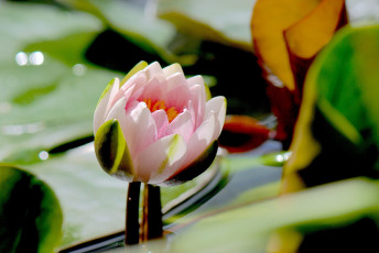 Картинка цветы лилии+водяные +нимфеи +кувшинки бутон