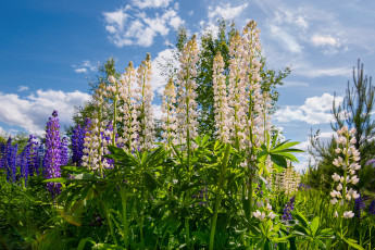 Картинка цветы люпин лето