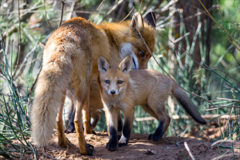 Картинка животные лисы малыш