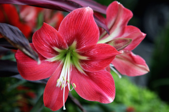 Картинка цветы амариллисы +гиппеаструмы макро