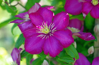 Картинка цветы клематис+ ломонос макро