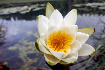 Картинка цветы лилии+водяные +нимфеи +кувшинки макро