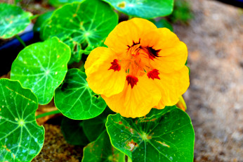 обоя цветы, настурции, желтый