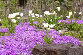 Картинка цветы разные+вместе тюльпаны флоксы