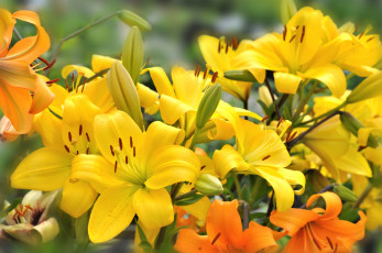 Картинка цветы лилии +лилейники желтый