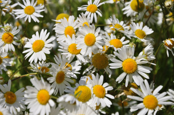 Картинка цветы ромашки лето