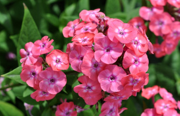 Картинка цветы флоксы розовый