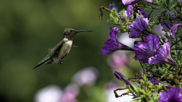Картинка животные колибри полет кроха