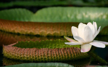 Картинка цветы лилии+водяные +нимфеи +кувшинки кувшинки листья вода
