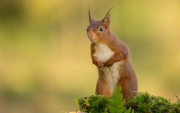 Картинка животные белки белка листья мох стойка рыжая трава