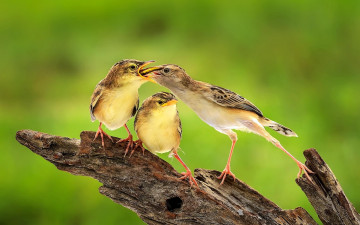 Картинка животные птицы кормежка