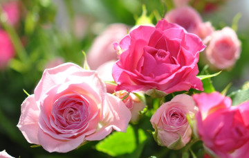 Картинка цветы розы розовый