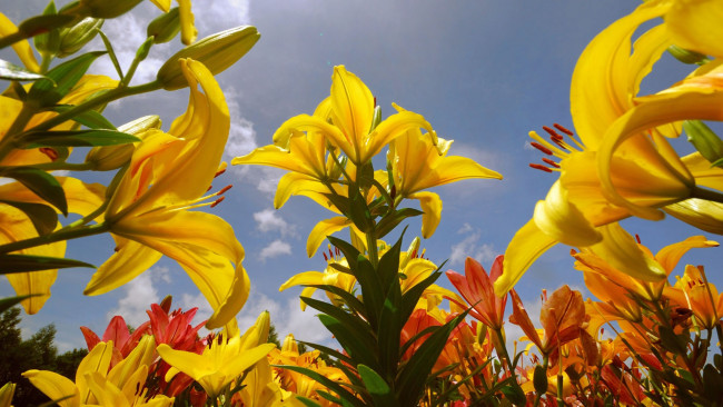 Обои картинки фото цветы, лилии,  лилейники, лепестки