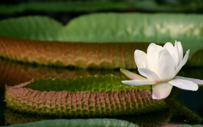 Обои картинки фото цветы, лилии водяные,  нимфеи,  кувшинки, кувшинки, листья, вода