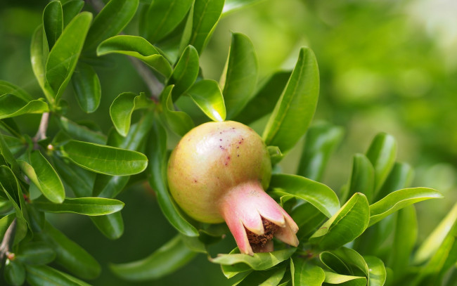 Обои картинки фото природа, плоды, листья, ветки, гранат, плод