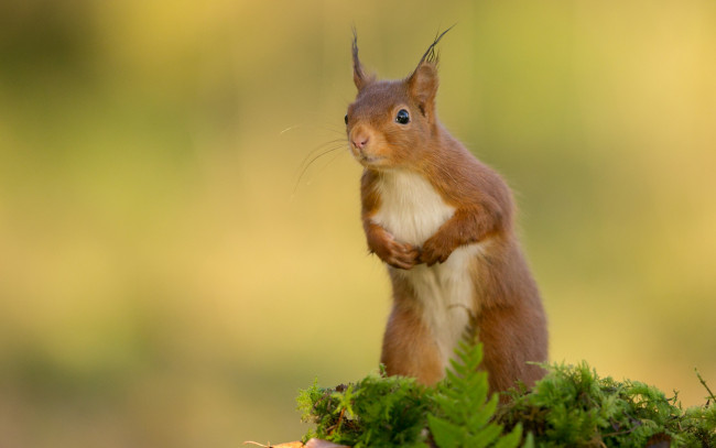 Обои картинки фото животные, белки, белка, листья, мох, стойка, рыжая, трава