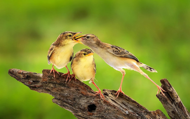 Обои картинки фото животные, птицы, кормежка