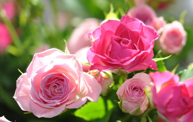 Обои картинки фото цветы, розы, розовый