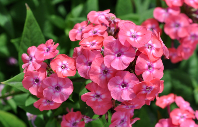 Обои картинки фото цветы, флоксы, розовый