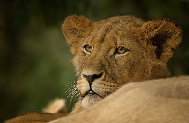 Обои картинки фото животные, львы, портрет, львица, хищник