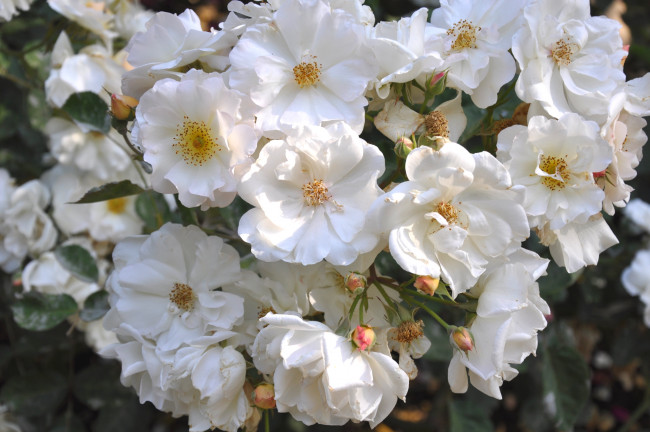 Обои картинки фото цветы, розы, куст