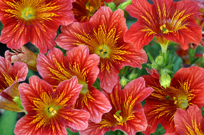 Обои картинки фото цветы, сальпиглоссис, красный