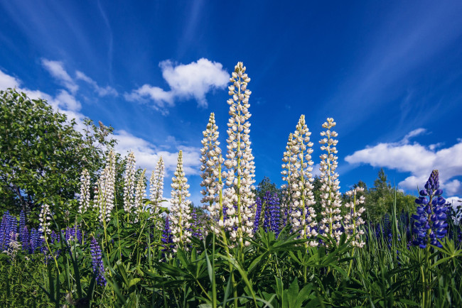 Обои картинки фото цветы, люпин, лето