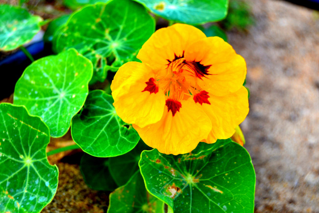 Обои картинки фото цветы, настурции, желтый