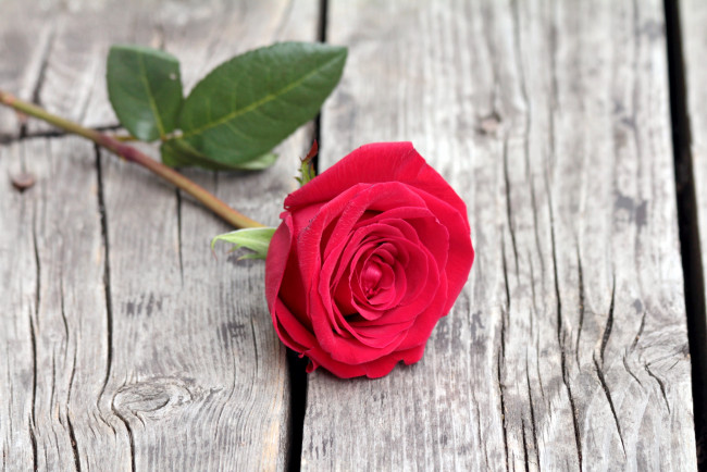 Обои картинки фото цветы, розы, красный