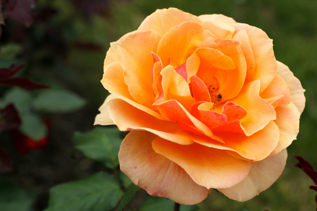 Обои картинки фото цветы, розы, макро