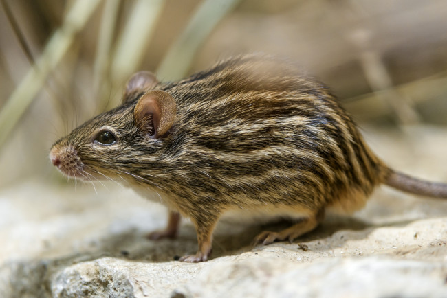 Обои картинки фото животные, крысы,  мыши, полосатый