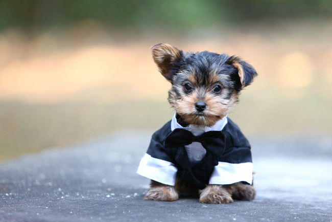 Обои картинки фото животные, собаки, костюм