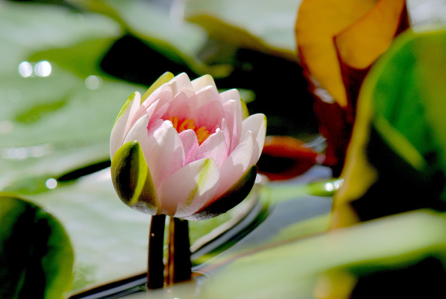 Обои картинки фото цветы, лилии водяные,  нимфеи,  кувшинки, бутон