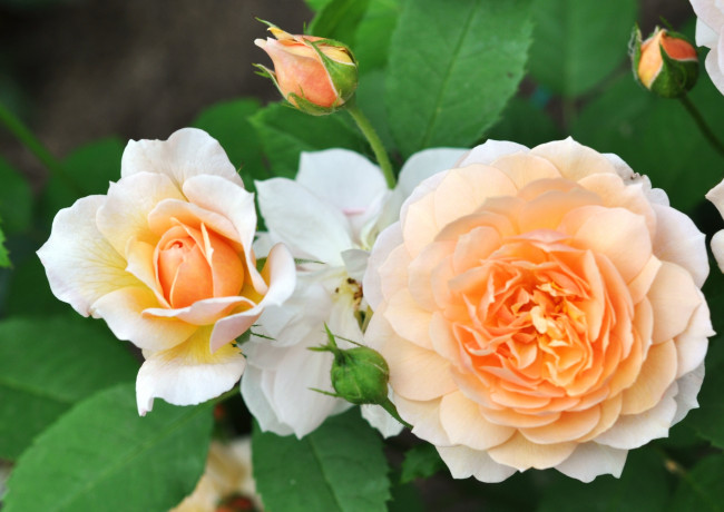 Обои картинки фото цветы, розы, макро