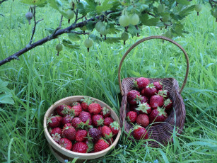 Картинка еда клубника +земляника дары лета