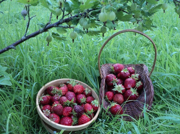 Обои картинки фото еда, клубника,  земляника, дары, лета