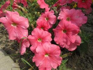 Картинка цветы петунии +калибрахоа