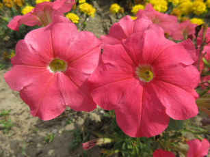 Картинка цветы петунии +калибрахоа