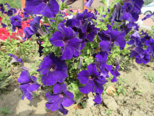 Картинка цветы петунии +калибрахоа