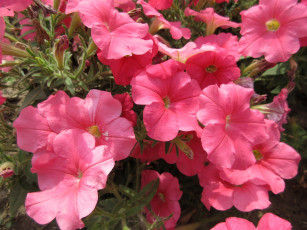 Картинка цветы петунии +калибрахоа