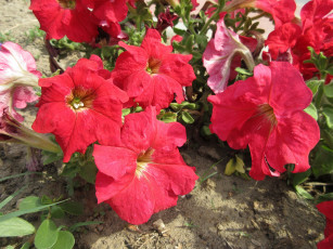 Картинка цветы петунии +калибрахоа