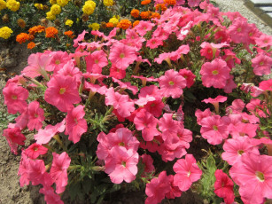 Картинка цветы петунии +калибрахоа