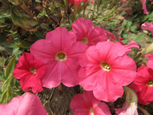 Картинка цветы петунии +калибрахоа