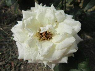 Картинка цветы розы белая