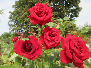 Картинка цветы розы красные