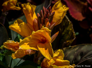 Картинка цветы жёлтые