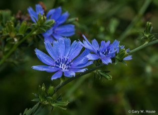 Картинка цветы луговые+ полевые +цветы цикорий